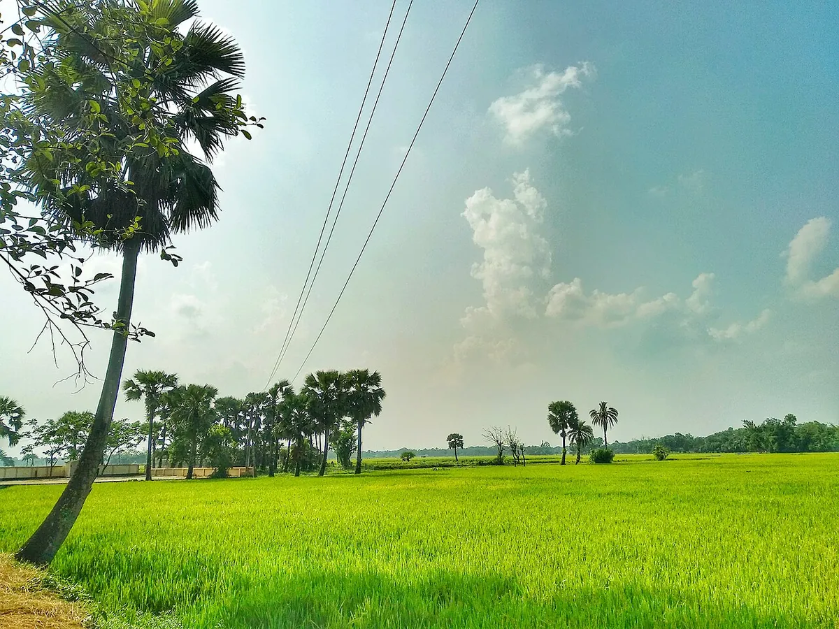 সবুজ ধানক্ষেত ও তালগাছ